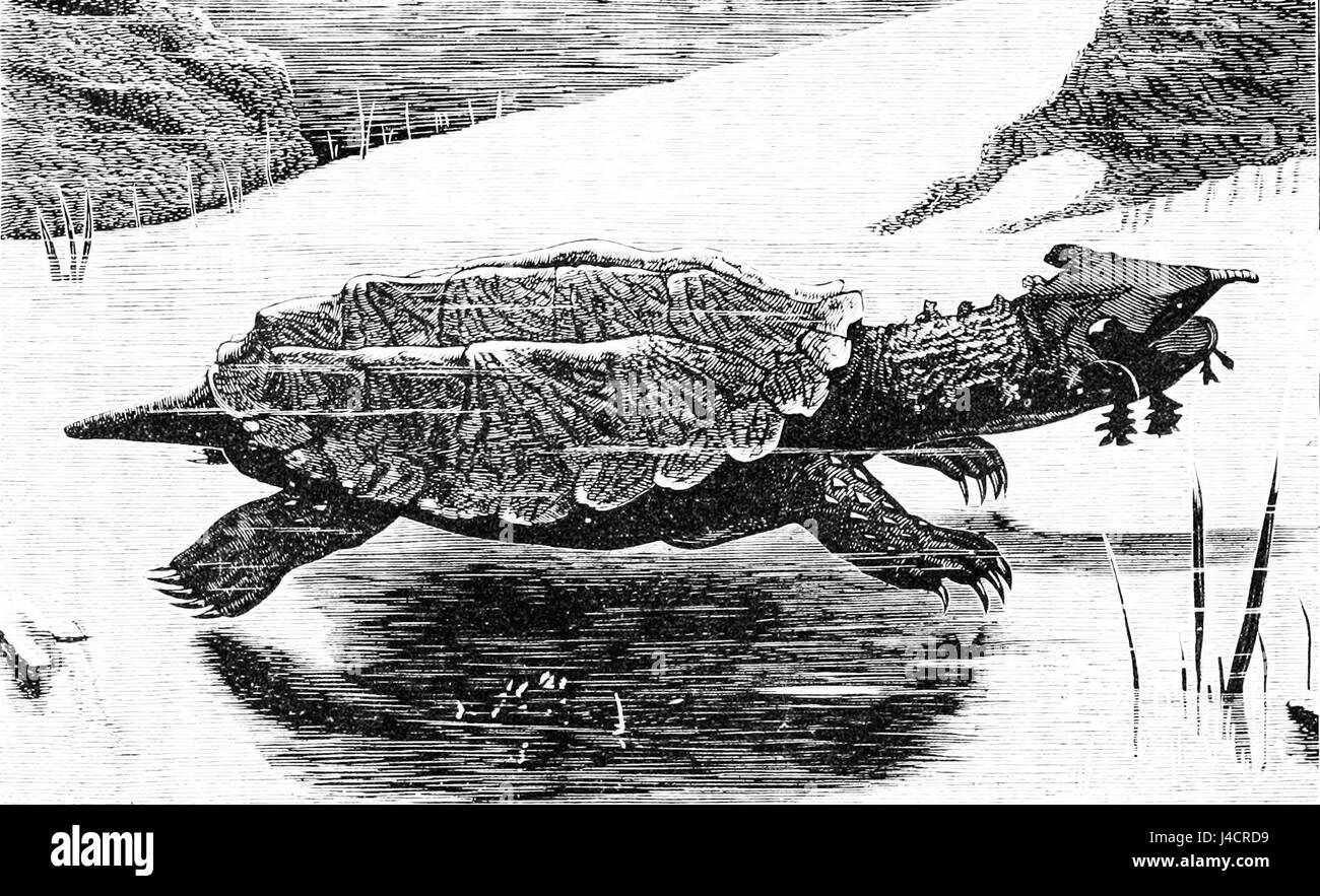 PSM V16 D715 The matamata Stock Photo Alamy