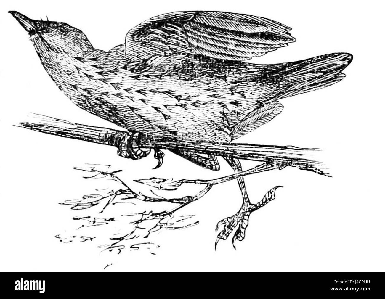 Drawing of the wood thrush Black and White Stock Photos & Images Alamy
