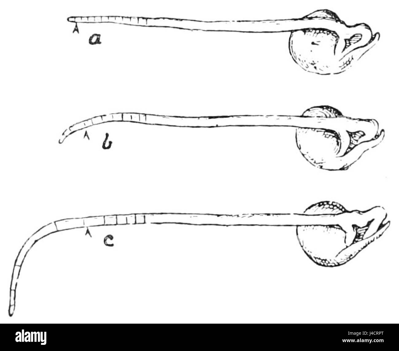 This study in PSM V47 D238 focuses on the downward curvature of Pisum roots when placed in a horizontal position. It examines how gravity influences the growth direction of plant roots, a phenomenon known as gravitropism. The research highlights the role of gravity in plant development and root behavior. Stock Photo