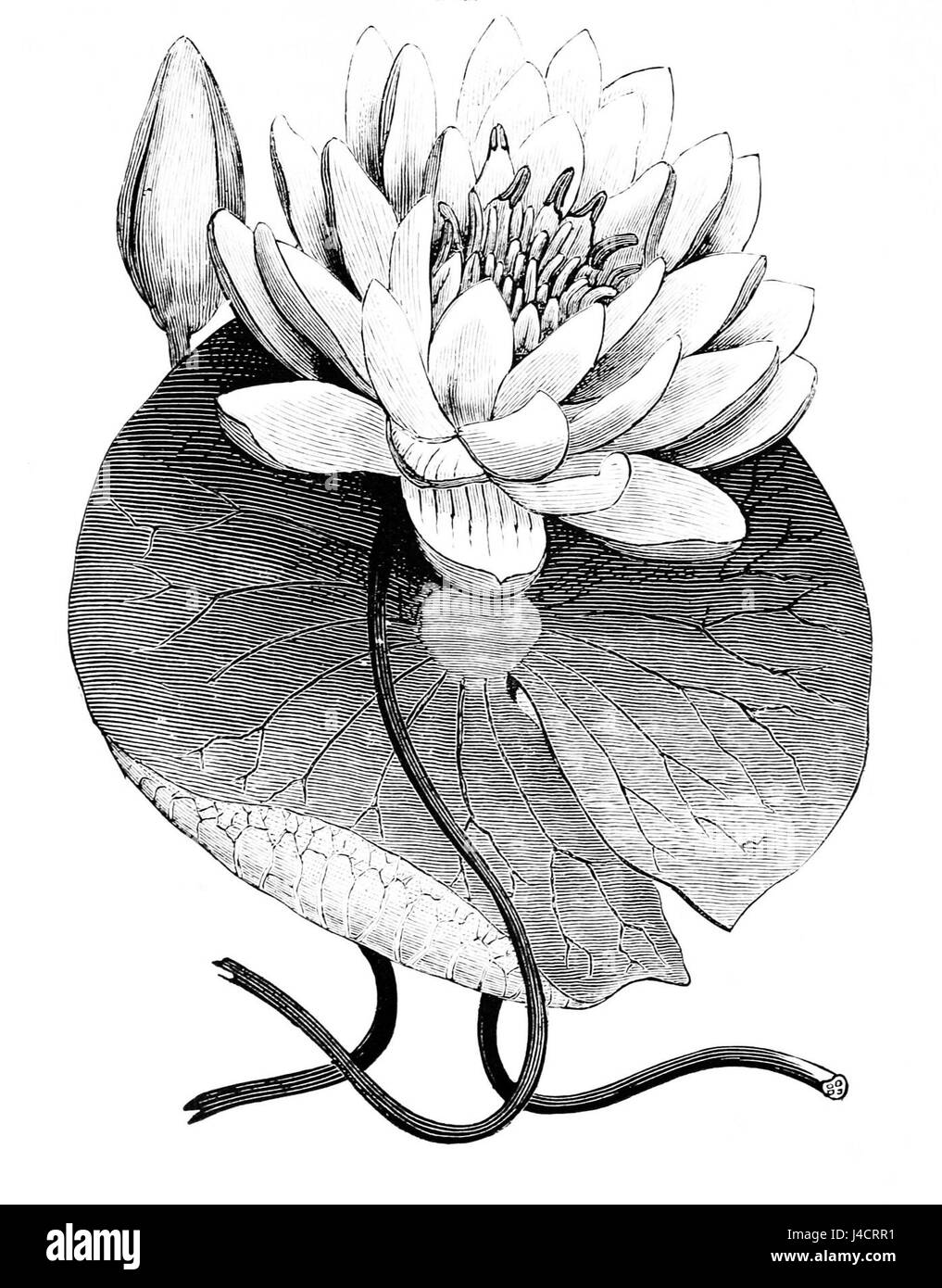 Line Drawing Water Lily Black And White Stock Photos Images Alamy