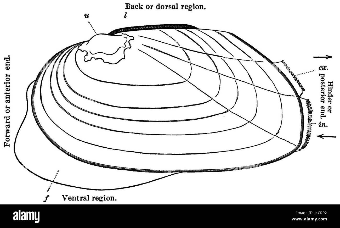 Zebra Mussel Diagram