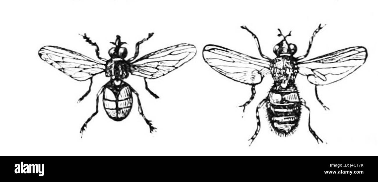 The PSM V27 D619 illustration depicts a cone and hover fly, showcasing the distinctive features of these insects. The illustration serves as an educational resource for understanding insect anatomy and behavior. Stock Photo