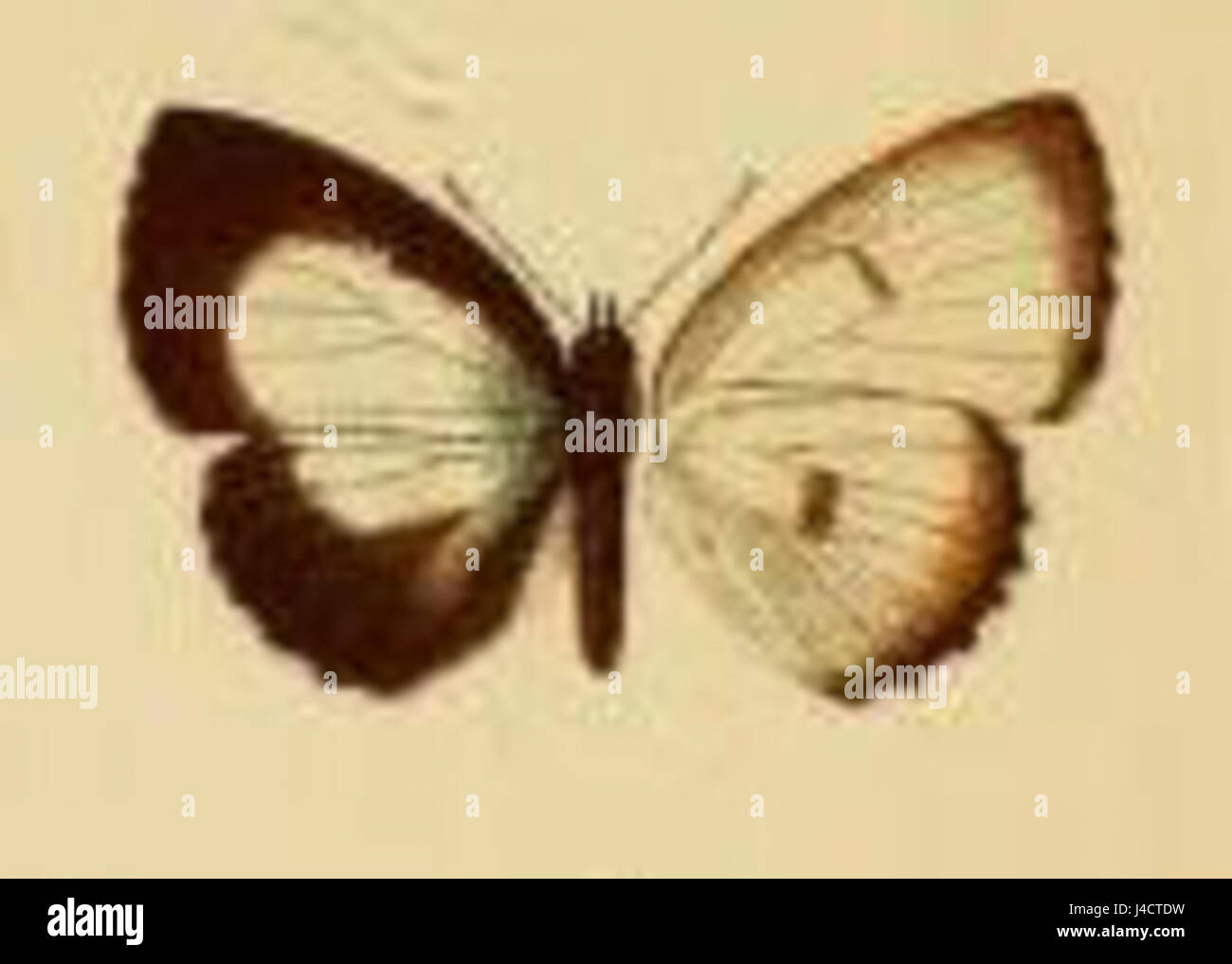 Philiris Innotata Philiris unipunctata is a species of butterfly belonging to the ...