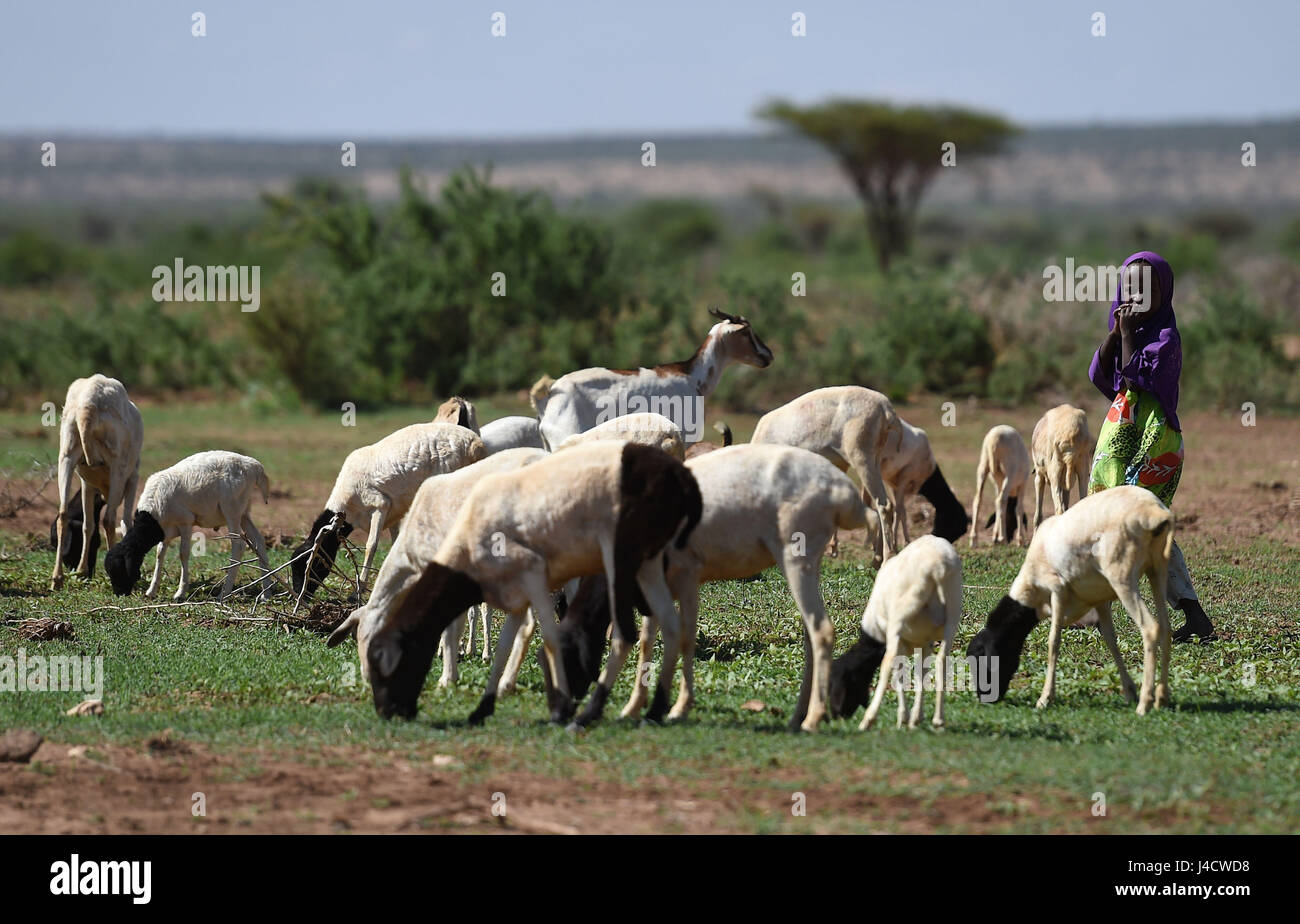 A young girl herds sheep in a field on the outskirts of Hargeisa, Somaliland. Stock Photo