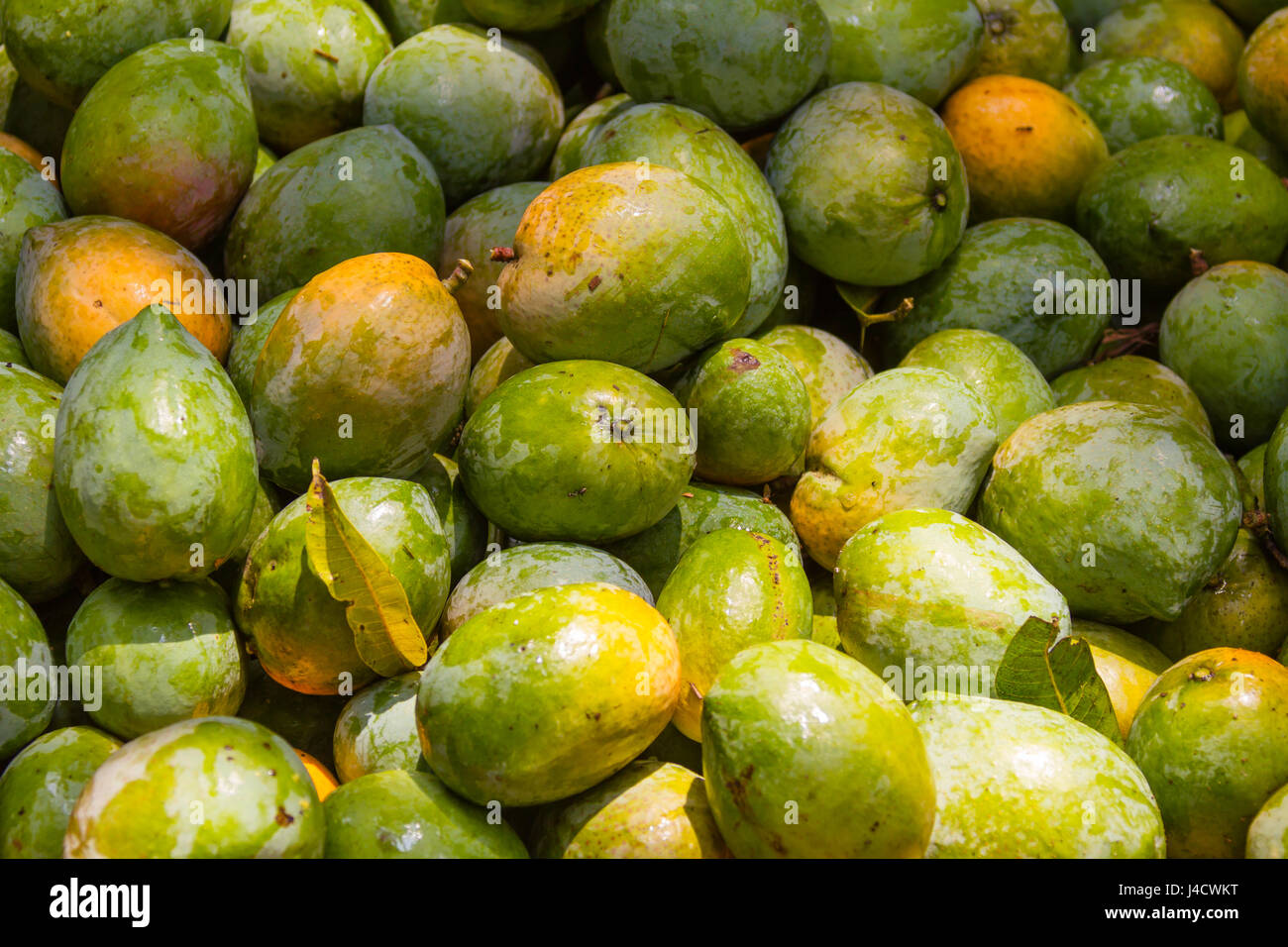 A pile of freshly harvested organic mangoes in South India Stock Photo