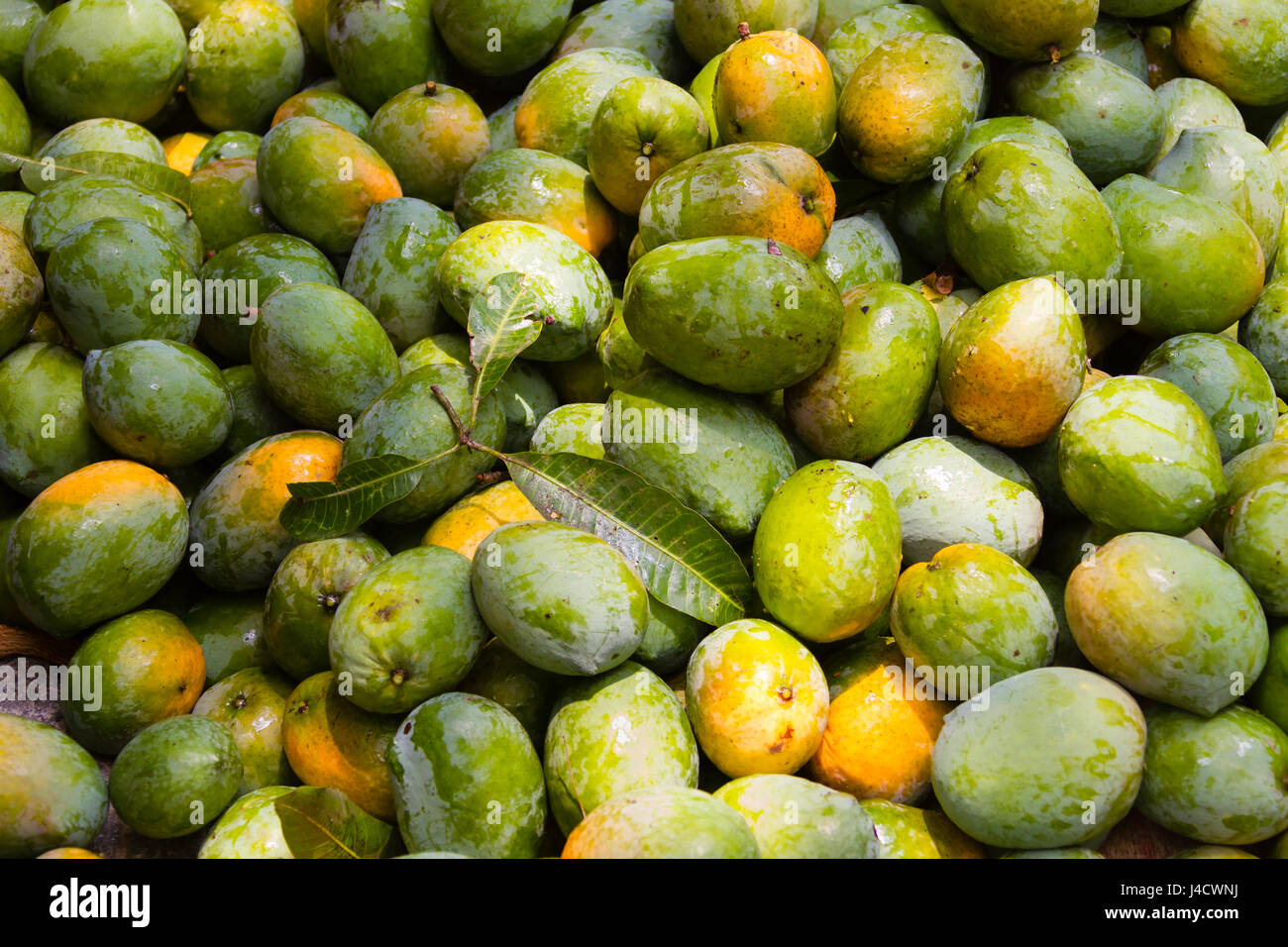 A pile of freshly harvested organic mangoes in South India Stock Photo