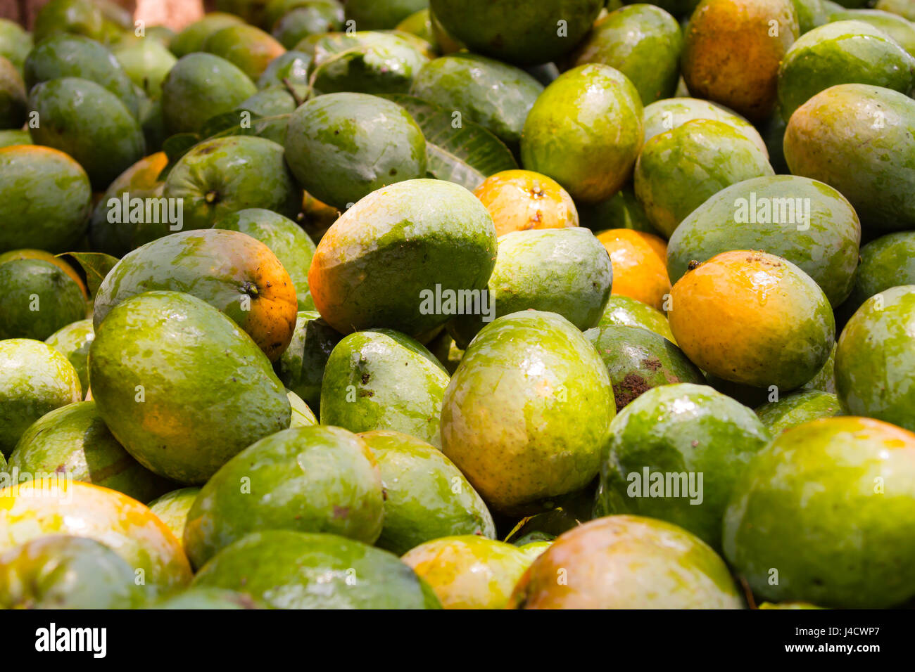 Green alphonso mangoes hi-res stock photography and images ...