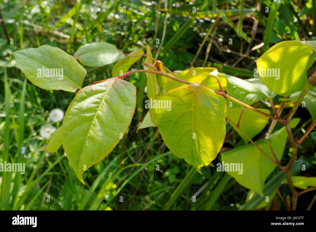 Leaves and stem of a Japanese Knotweed plant, , the worlds most
