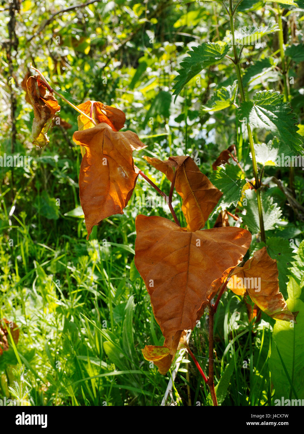 Leaves and stem of a Japanese Knotweed plant, , the worlds most