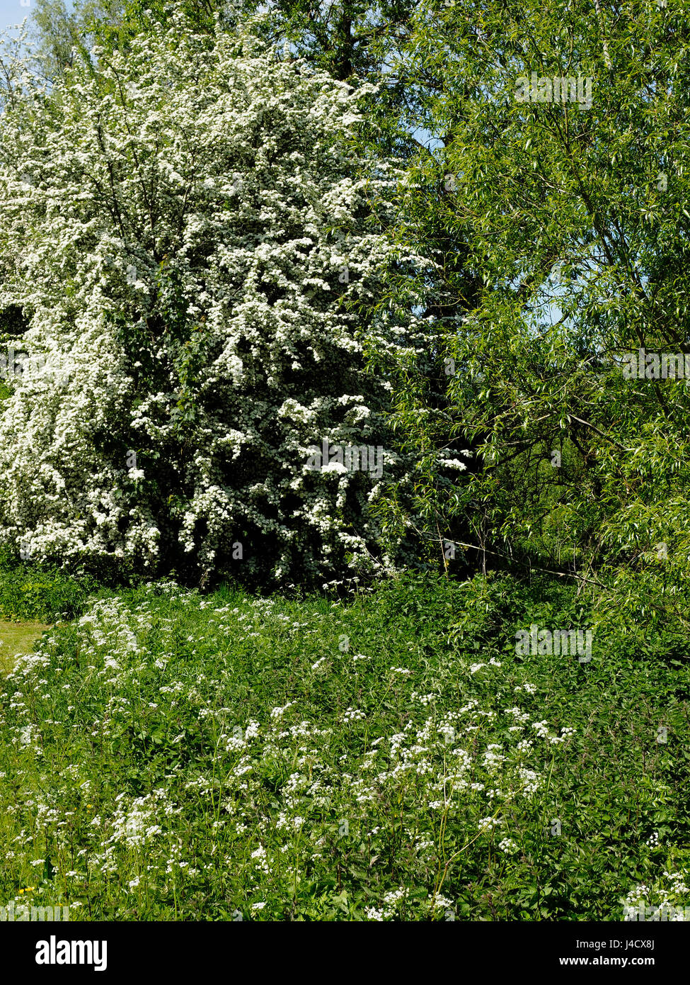 A hawthorn tree in full bloom on a sunny day in May with white cow parsley in the foreground. Stock Photo