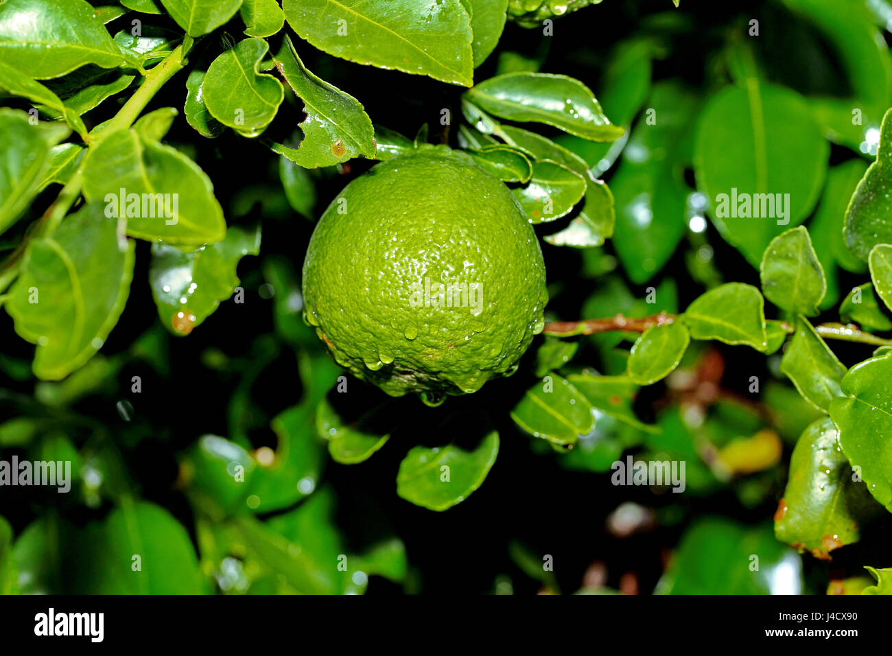 Kaffir lime fruits hi-res stock photography and images - Alamy