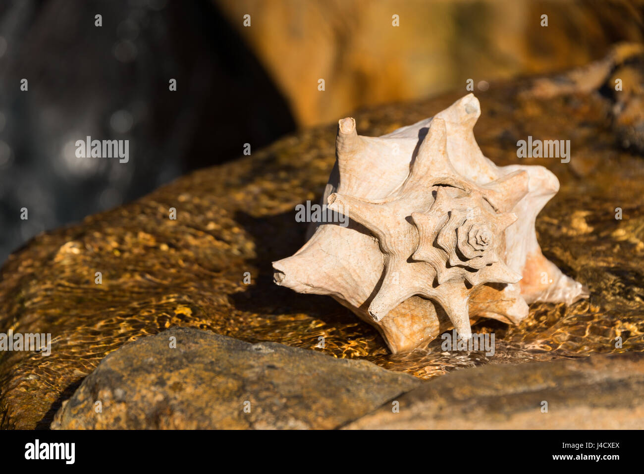 Conch shell on waterfall hi-res stock photography and images - Alamy