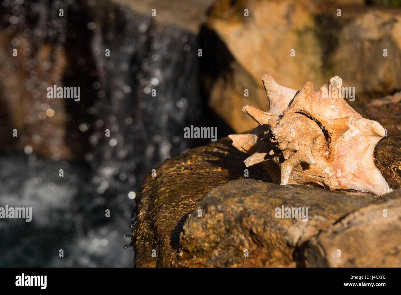 Conch Shell on Waterfall Stock Photo - Alamy