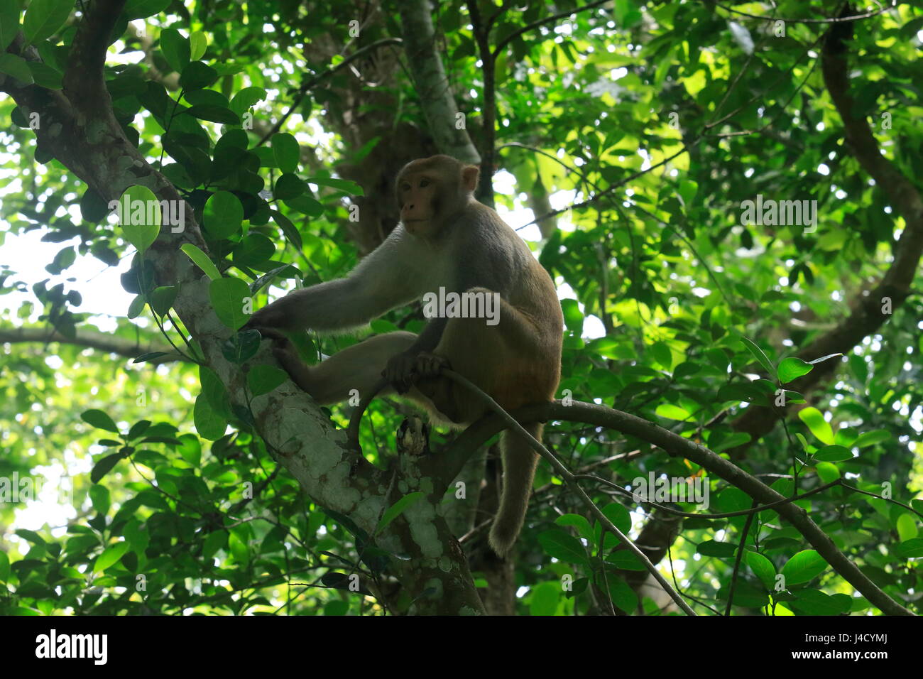 Rhesus monkey in Madhupur National Park. Tangail,  Bangladesh. Stock Photo