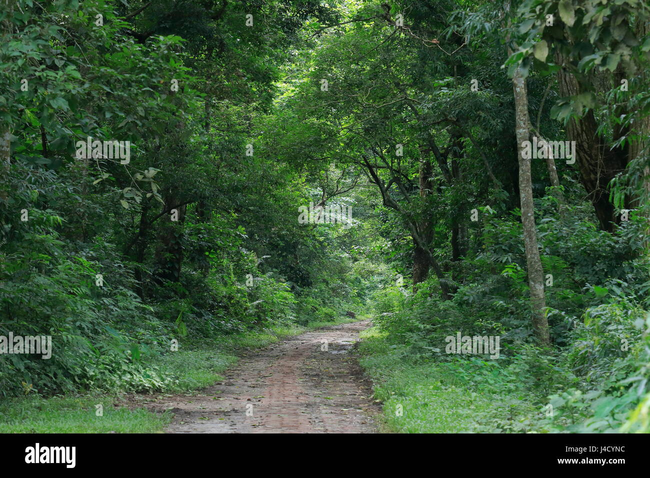 Madhupur national park, Tangail, Bangladesh. Stock Photo