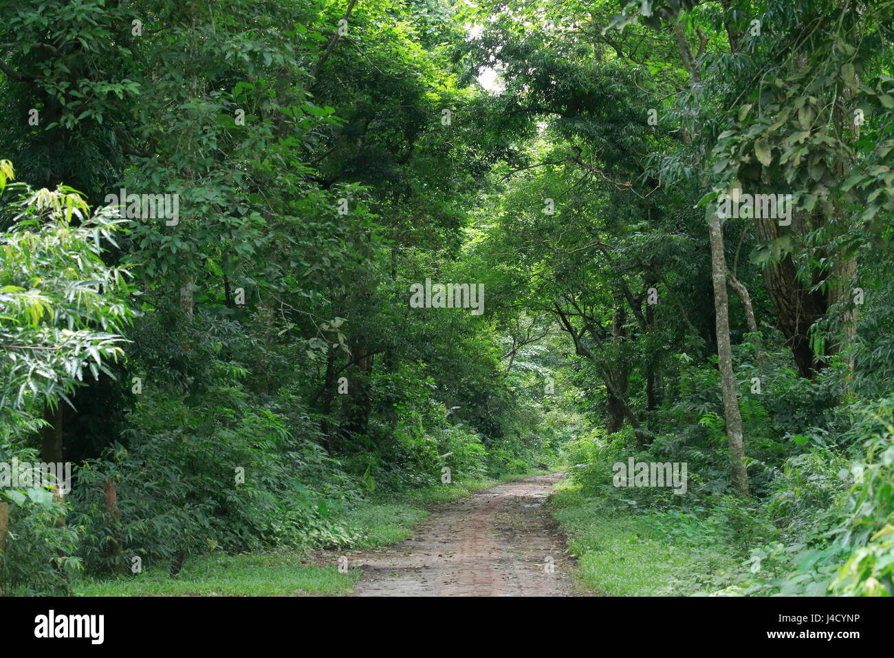 Madhupur national park, Tangail, Bangladesh. Stock Photo