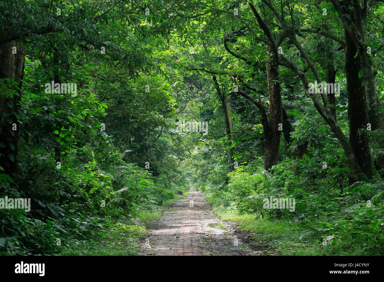 Madhupur national park, Tangail, Bangladesh. Stock Photo