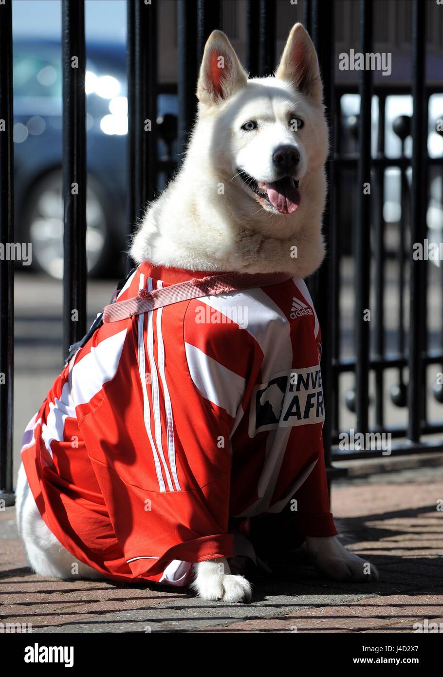 Dog football shirt hi-res stock photography and images - Alamy