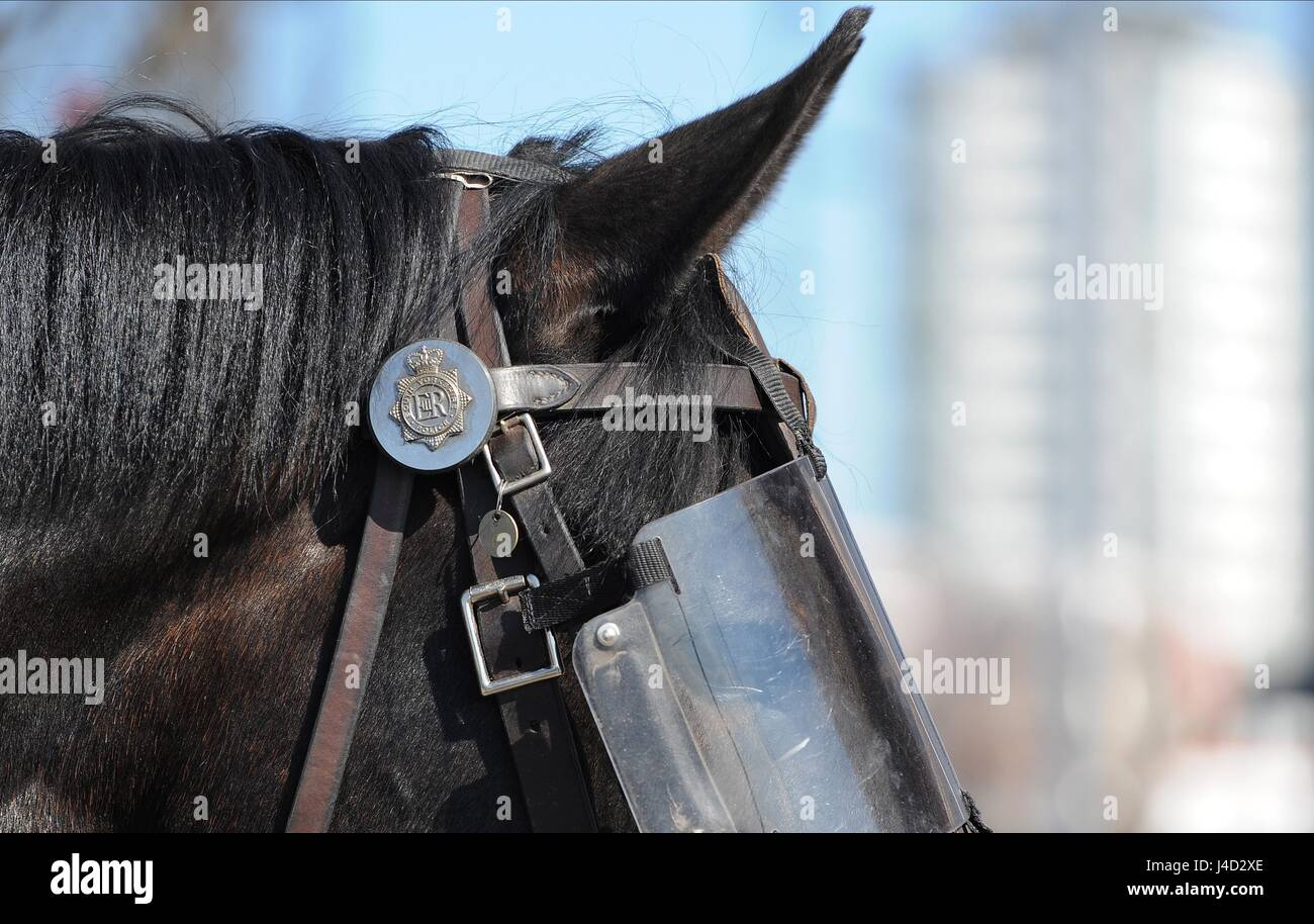 Police horse football hires stock photography and images Alamy