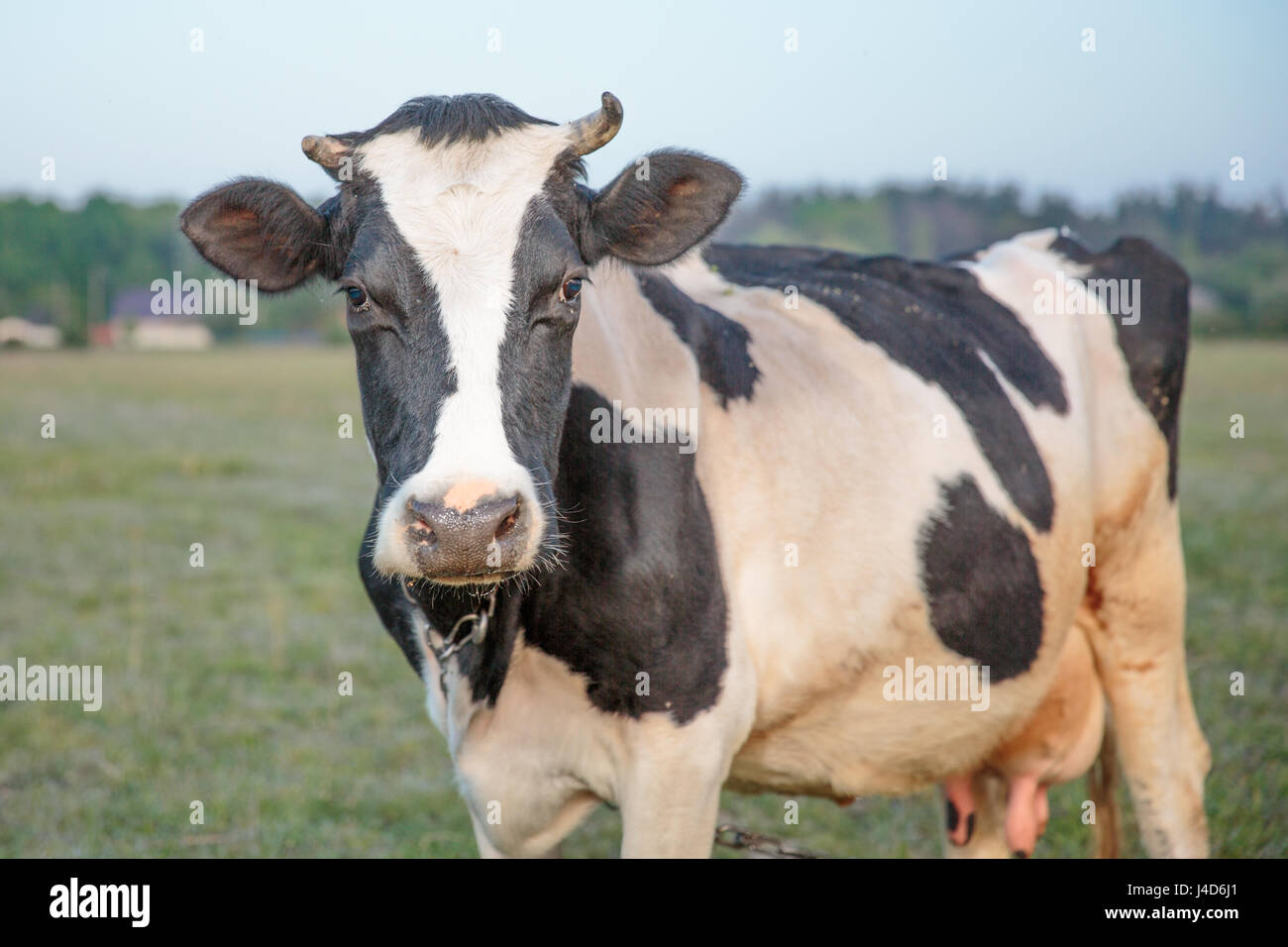 spotted cow in field of fresh grass Stock Photo Alamy