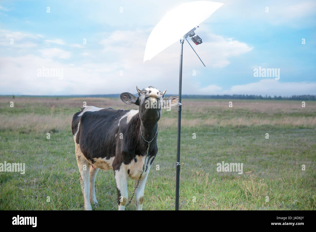 spotted cow in field of fresh grass Stock Photo Alamy