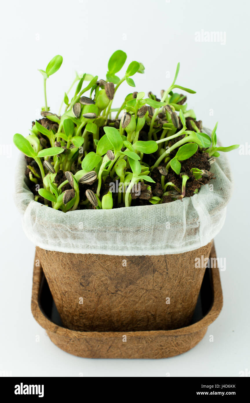 Organic New Born Sunflower Sprouts Growing on Black Soil in a Pot Made