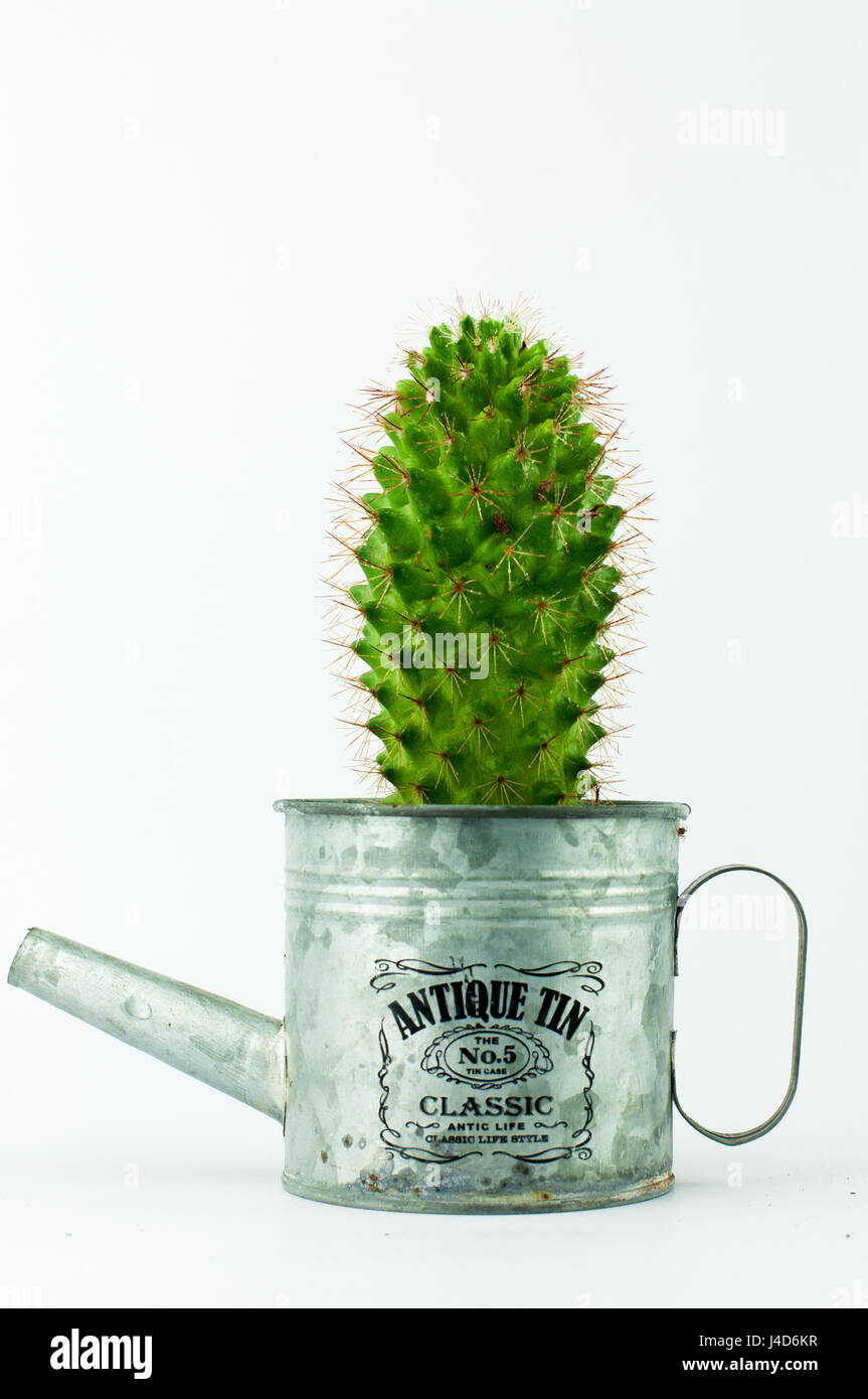 Green Cactus in a Tiny Aluminium Vintage Style Watering Can in White Isolated Background Stock Photo