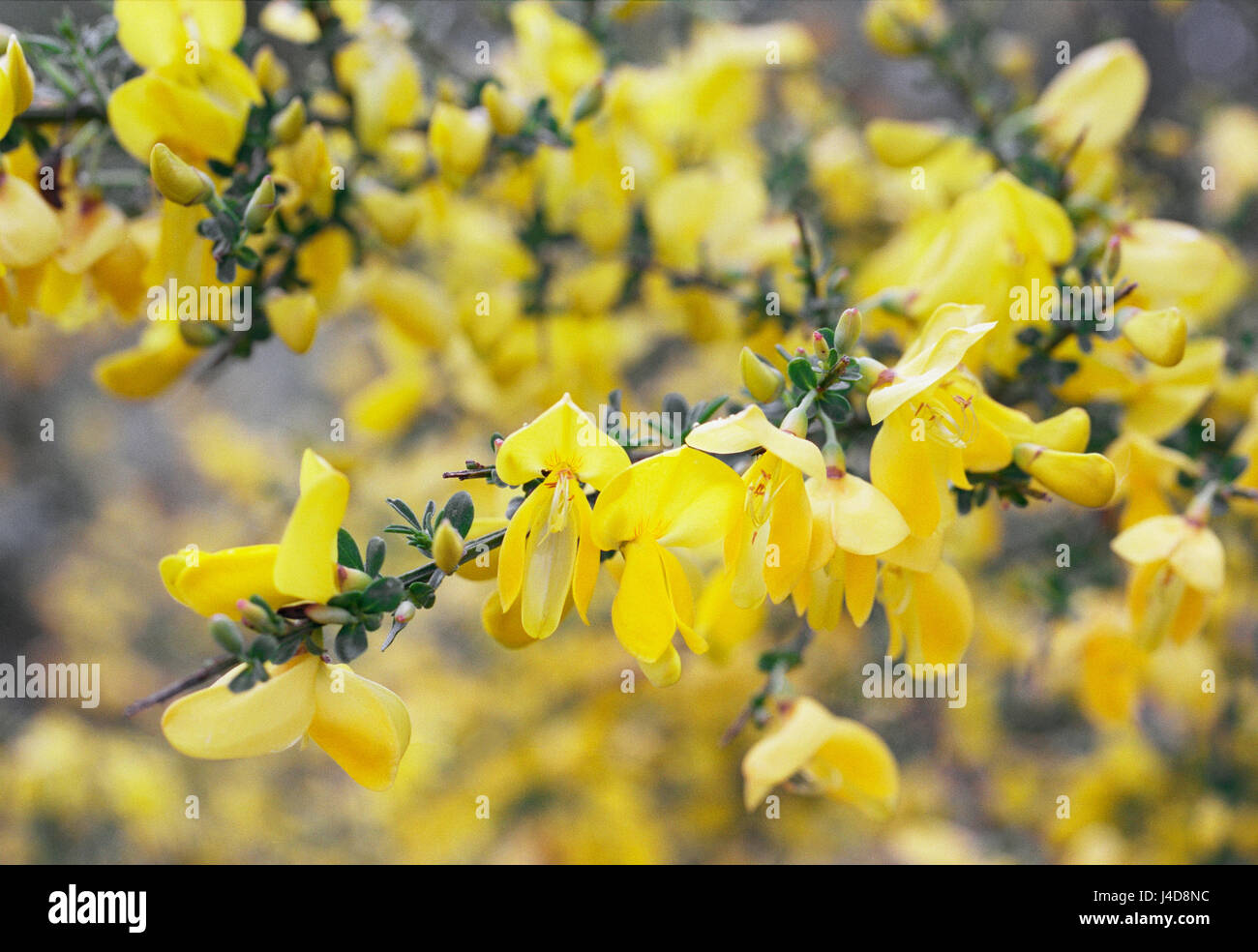 Detail of yellow flowers on a Broom bush (Cytisus scoparius). Norfolk, UK. Stock Photo