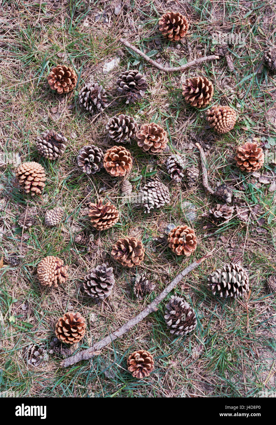 Detail of pine cones and needles on a forest floor. Norfolk, UK. Stock Photo