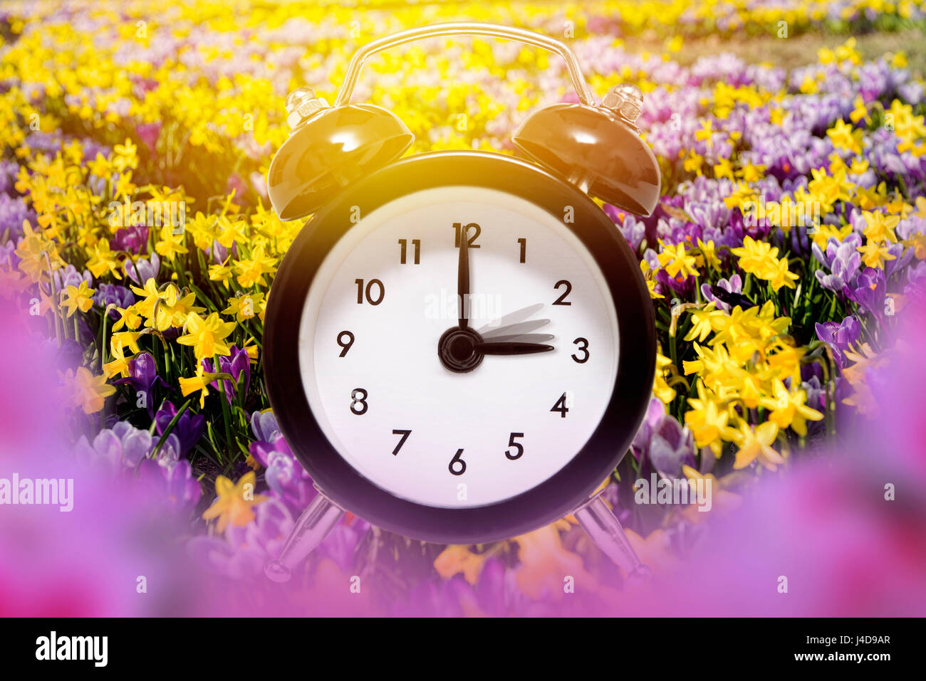 Alarm clock surrounded from crocuses and narcissi in the spring, conversion to summertime, Wecker umgeben von Krokussen und Narzissen im Fruehling, Um Stock Photo