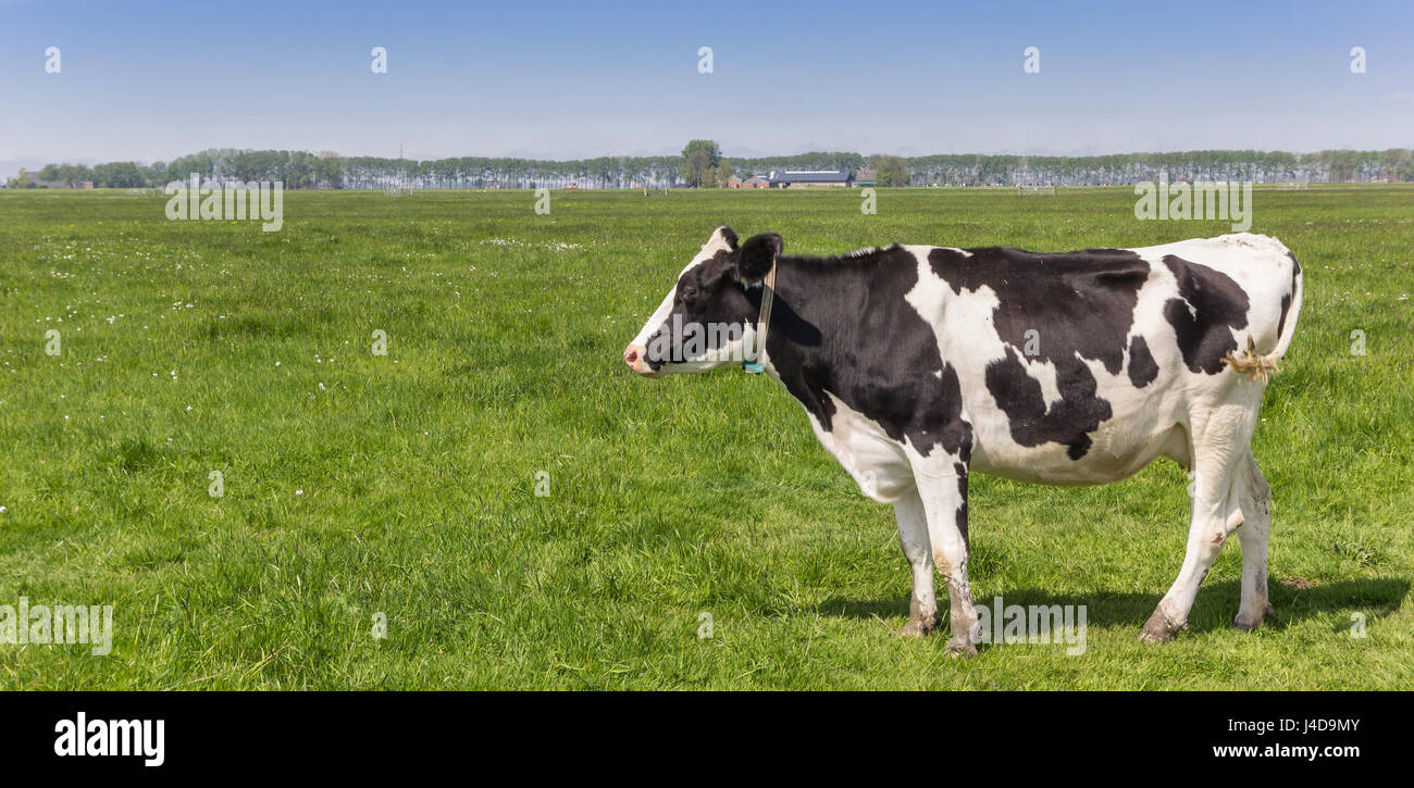 Panorama of a dutch black and white Holstein cow in the farmland near ...
