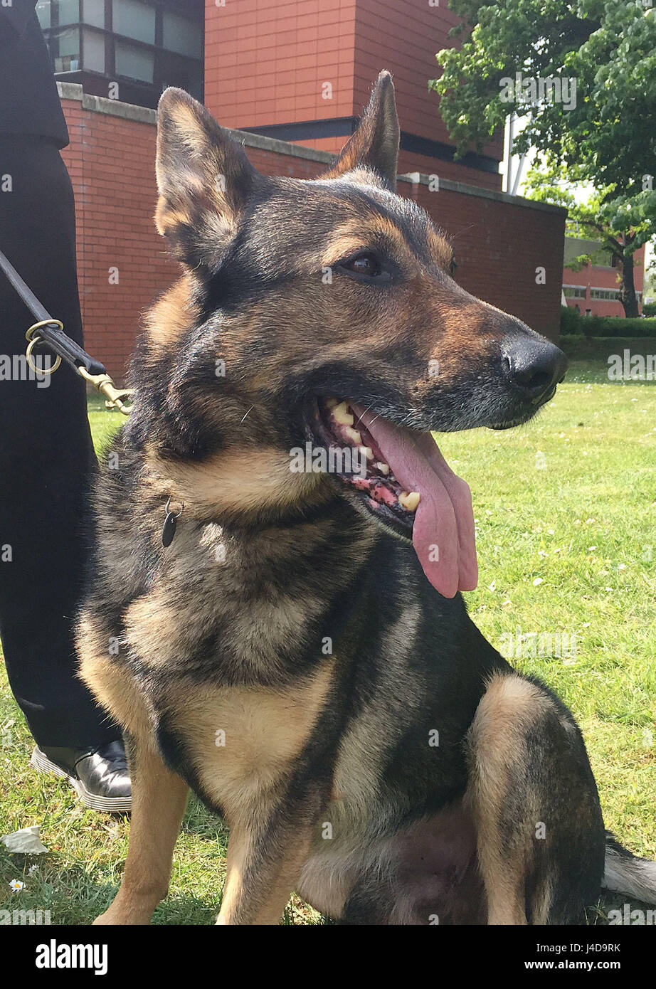 ex police german shepherds