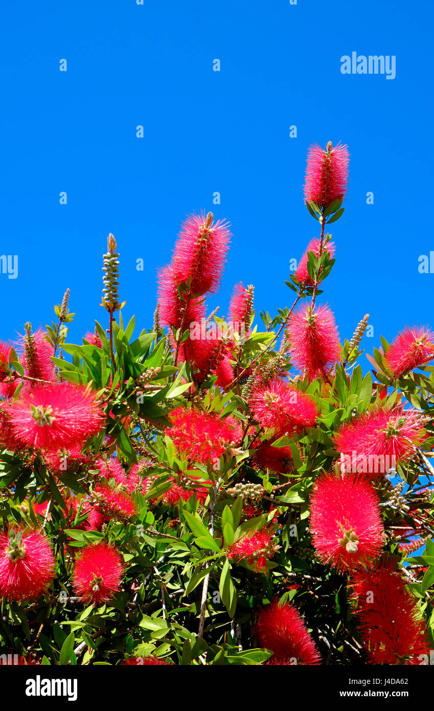 flowering bottle brush plant Stock Photo Alamy