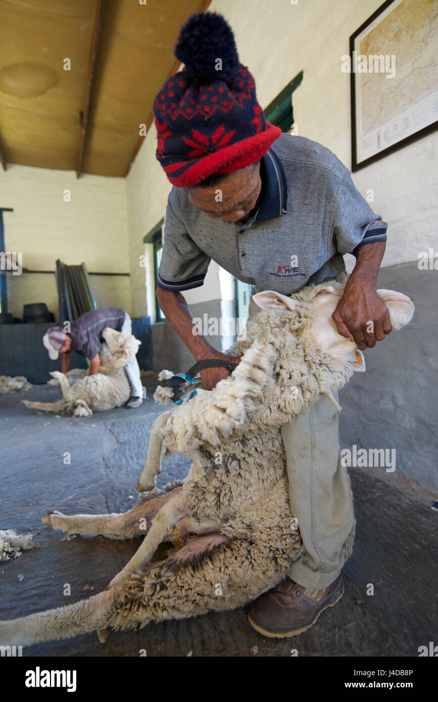 Sheep shearing africa hires stock photography and images Alamy