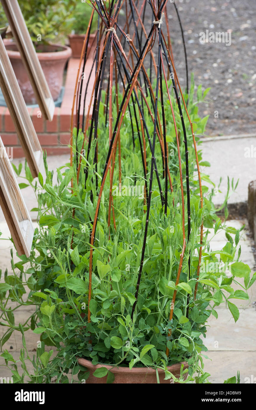 Stick wigwam plant support hires stock photography and images Alamy