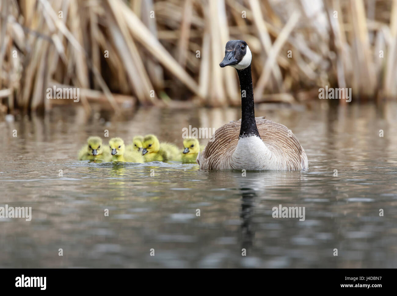 Family of Canada Geese with goslings, Manitoba, Canada. Stock Photo