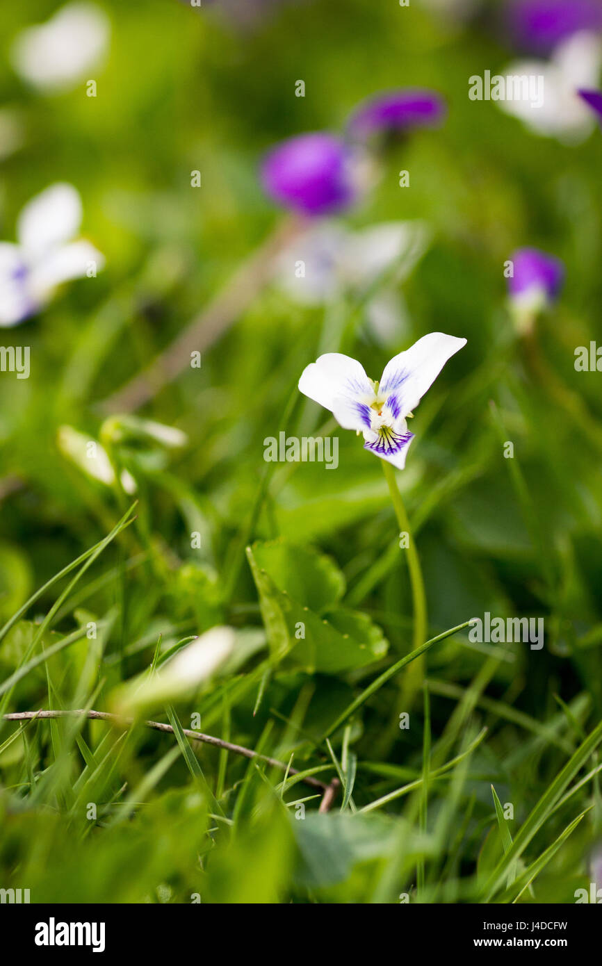 Meadow violet closeup in grass Stock Photo