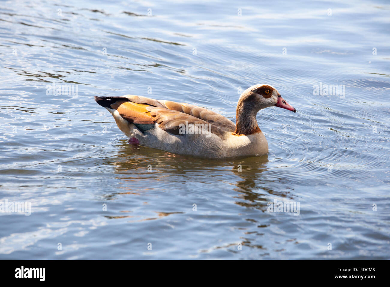 Egypt geese hi-res stock photography and images - Alamy