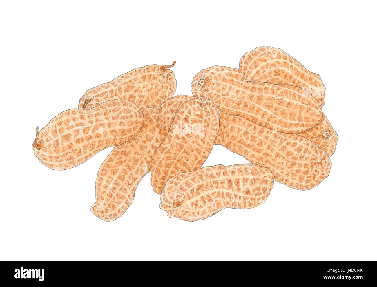 Stack of a Peanut (Arachis hypogaea) fruits drawing. Colored pencils and watercolor on paper. Stock Photo