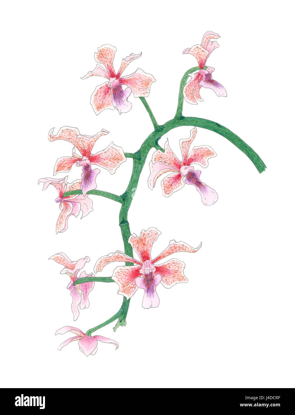Vanda orchid (Vanda tricolor, cultivar) inflorescence over white background. Colored pencils and watercolor on paper. Stock Photo