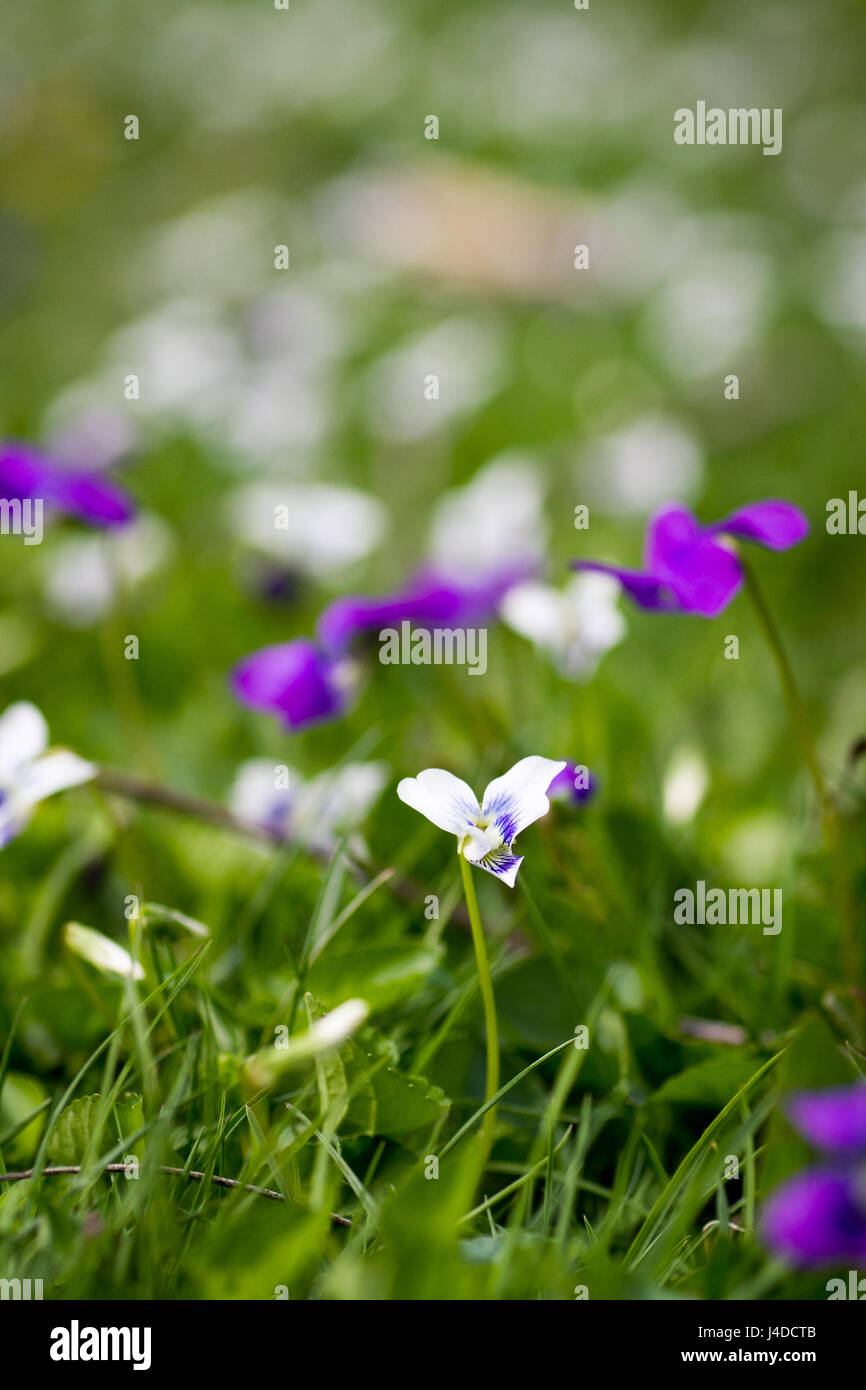 Meadow violet closeup in grass Stock Photo