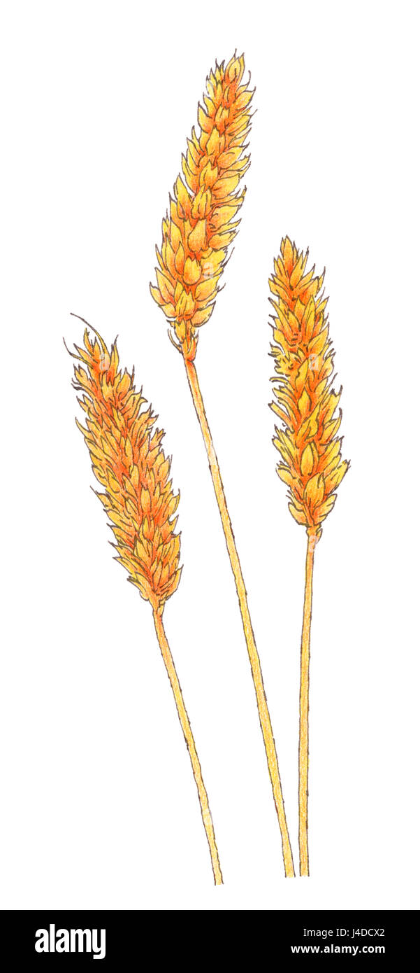 Ears of Common wheat (Triticum aestivum) botanical drawing. Brown ink and colored pencils on paper. Stock Photo