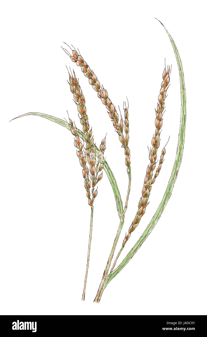 Ears of Asian rice (Oryza sativa) botanical drawing. Brown ink and colored pencils on paper. Stock Photo