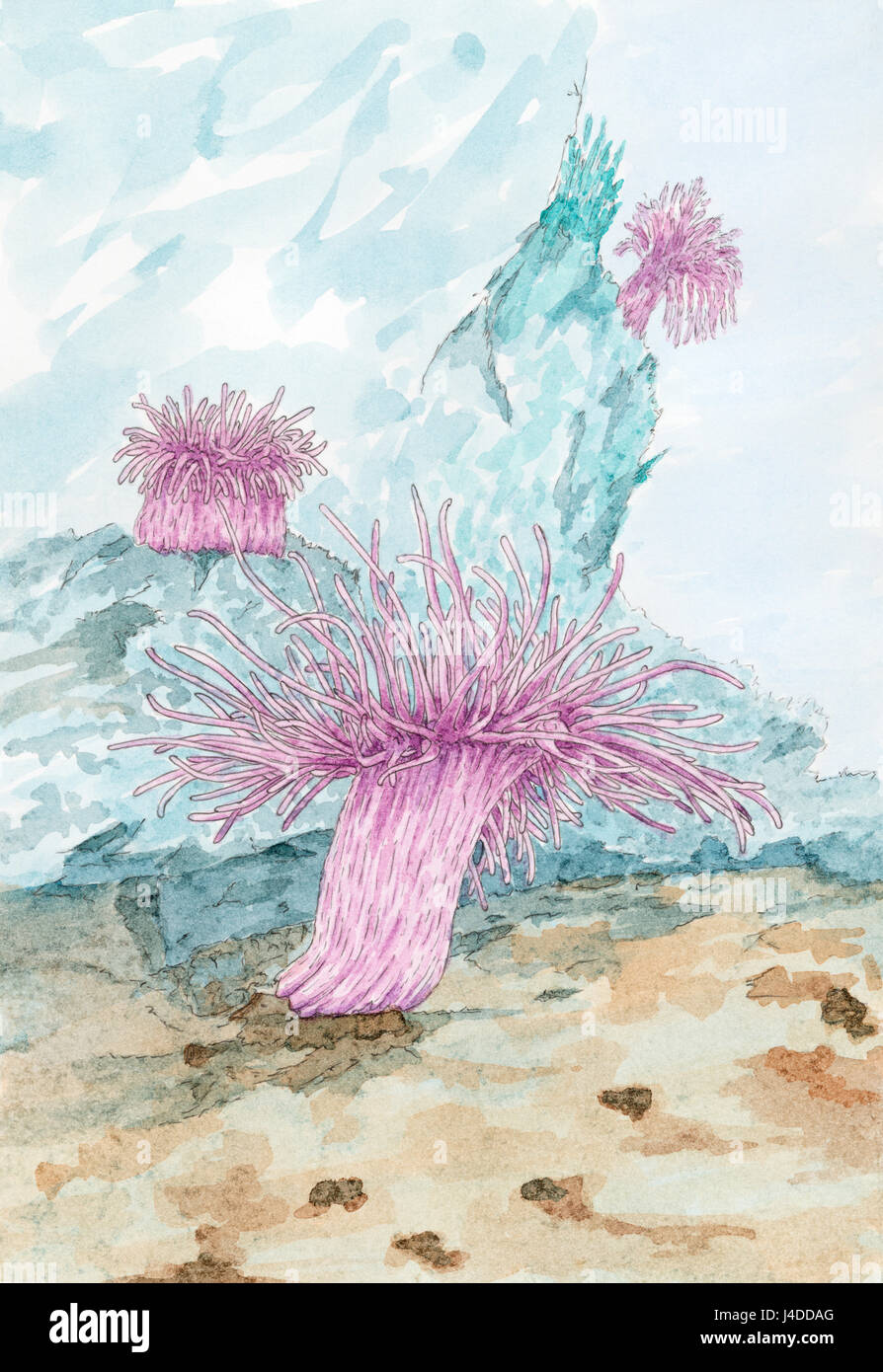 Painting of a Sea anemones polyps. Pencil and watercolor on paper. Stock Photo