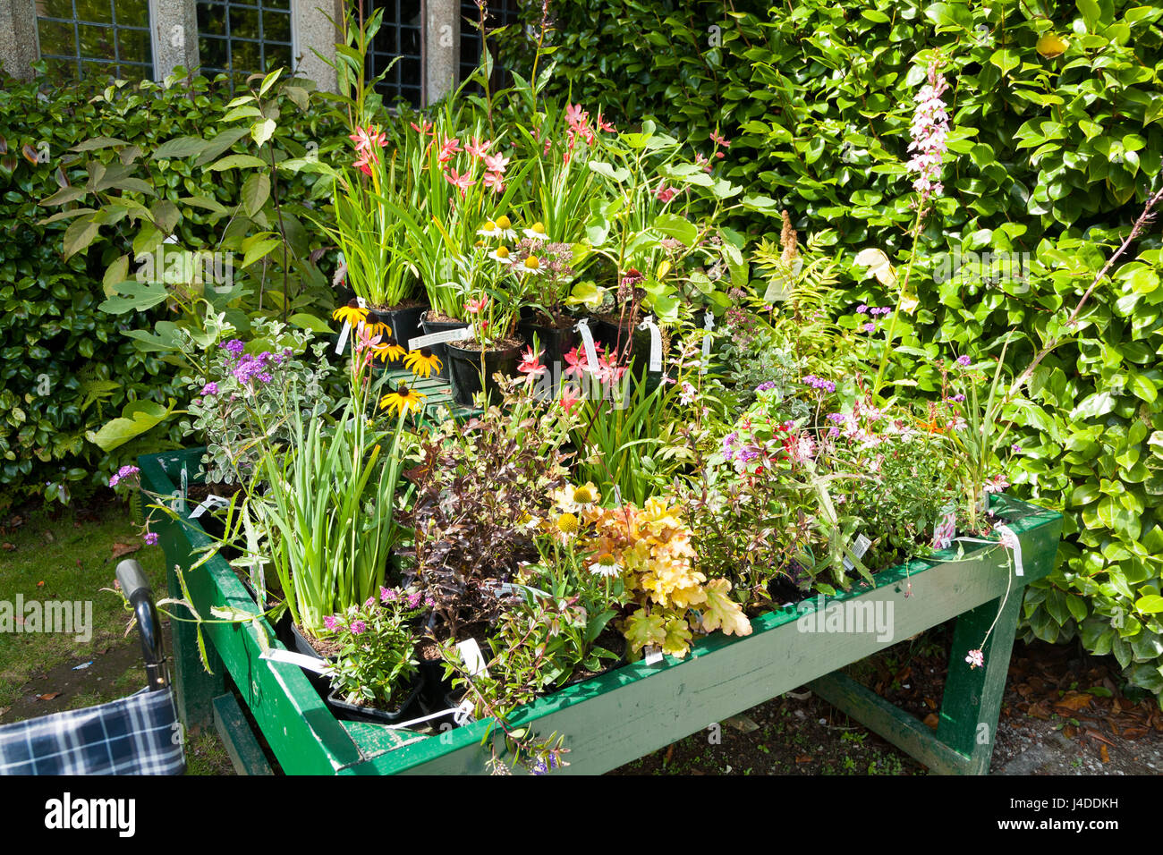 Wood garden planter display stocked with new young late summer bedding plants plant / flowers