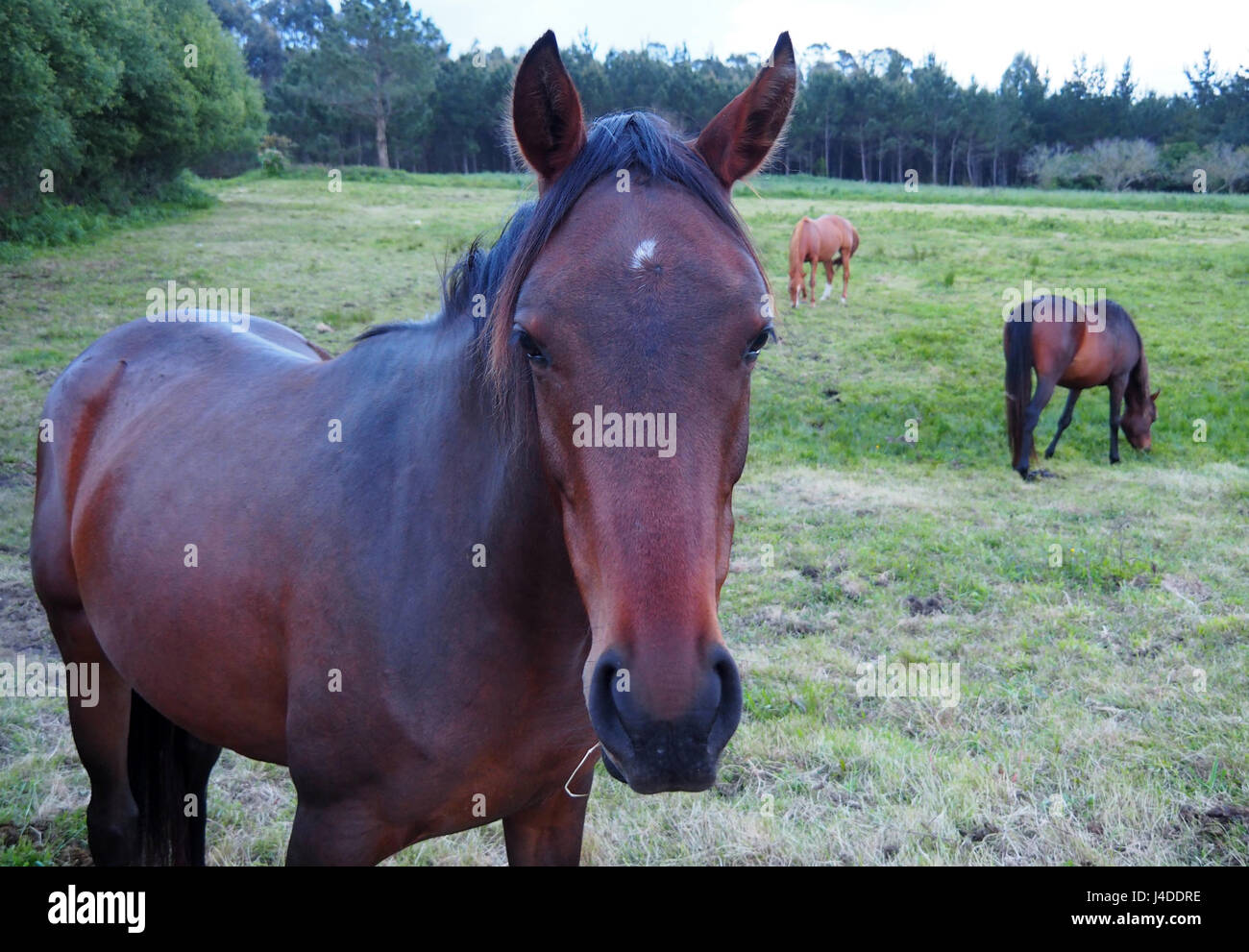 View of a brown horse in a green field Stock Photo - Alamy