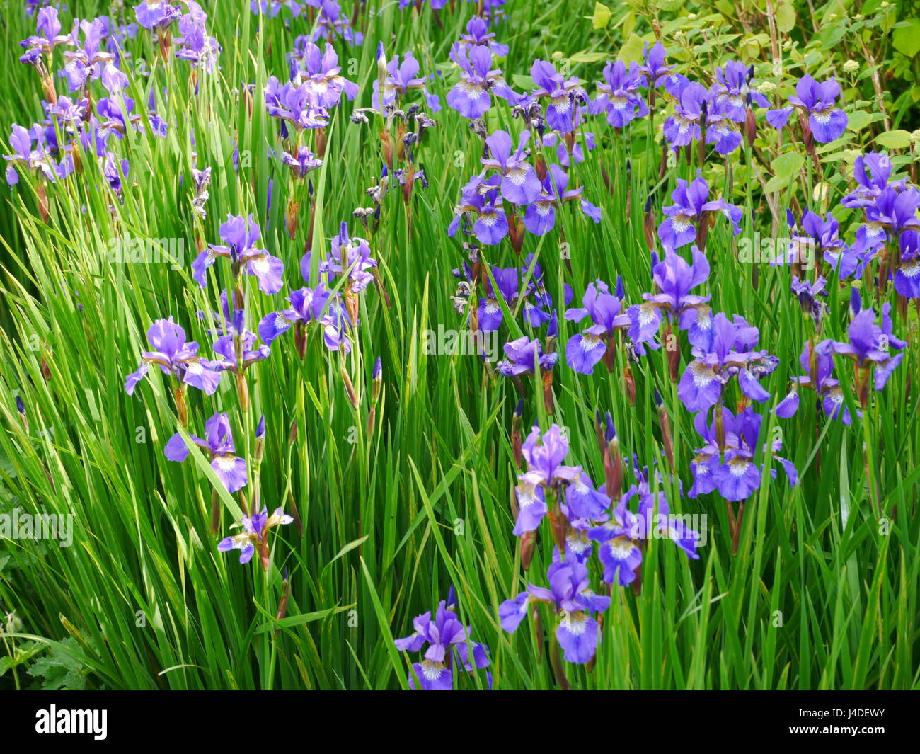 Purple flag irises Stock Photo Alamy