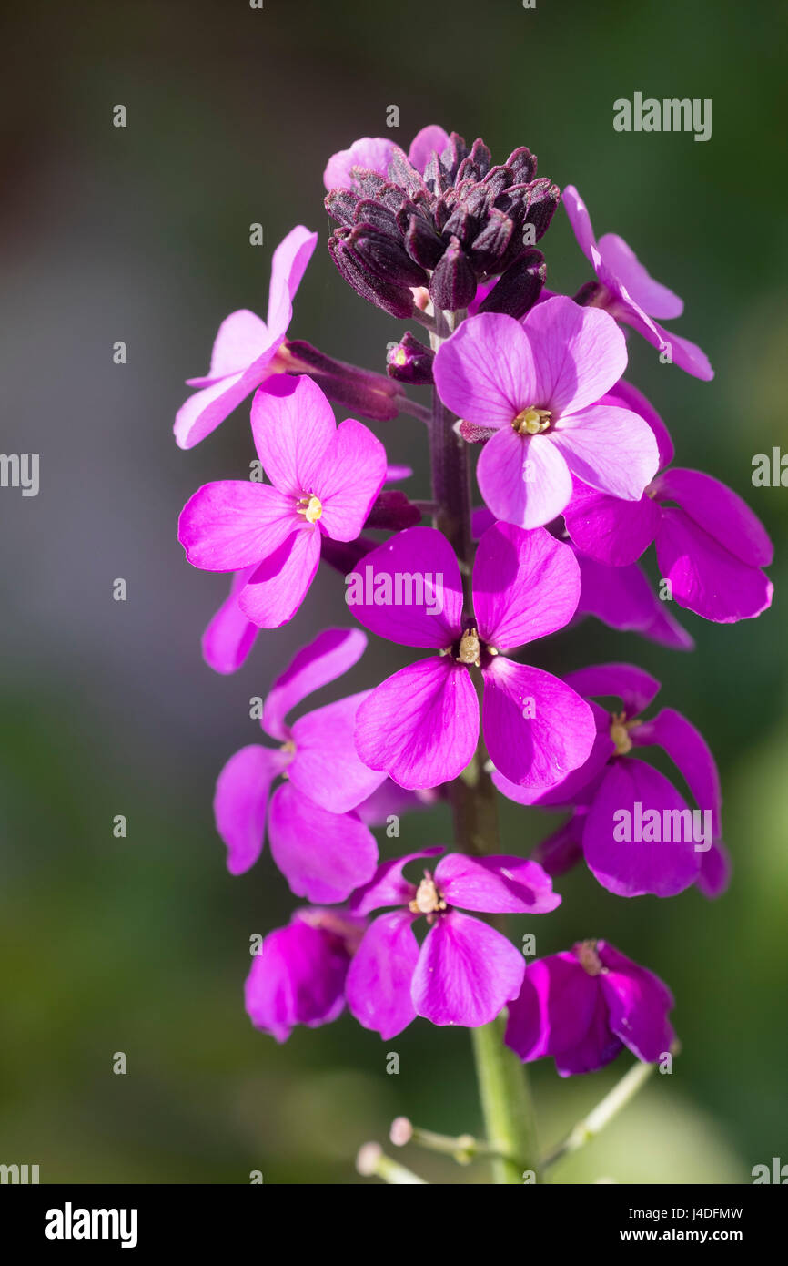 Light purple flowers of the very long flowering shrubby perennial wallflower, Erysimum 'Bowles Mauve' Stock Photo