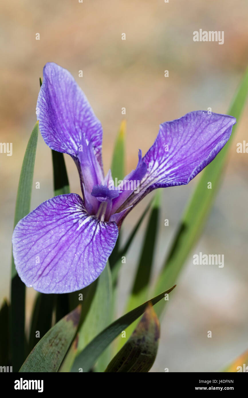 Singleflower of the dwarf Arctic Iris, Iris setosa, a hardy species for alpine beds Stock Photo