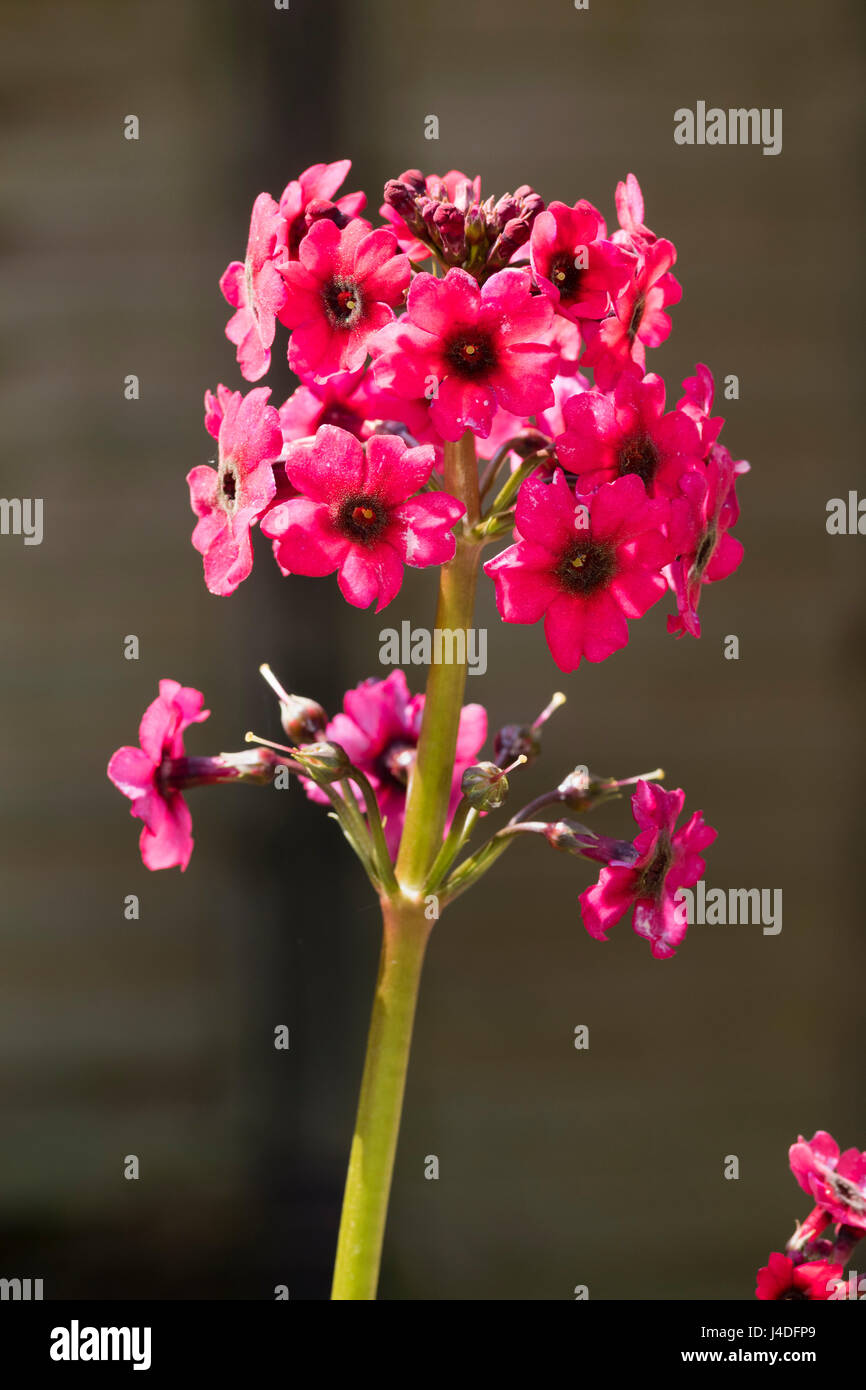 Whorls of black eyed red flowers of the asiatic candelabra primula